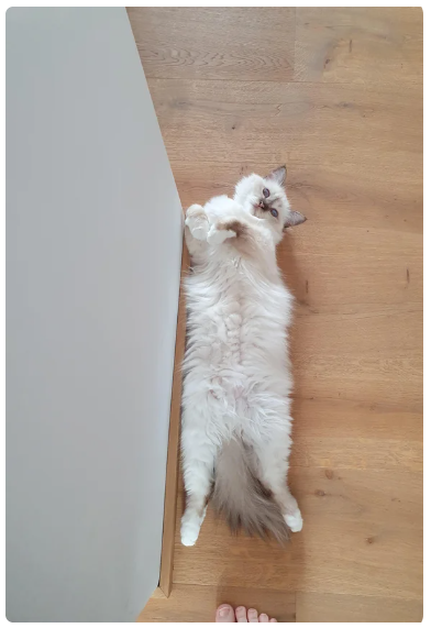 Cheezburger Image 10619943424