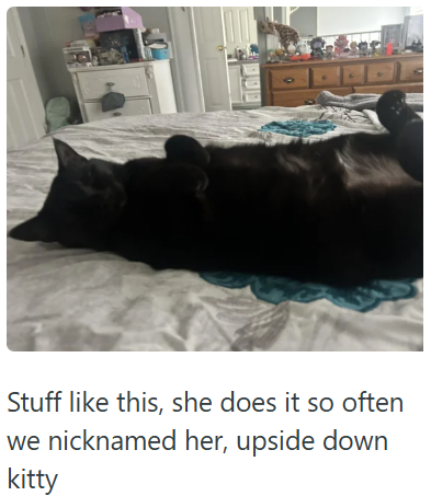 Stuff like this, she does it so often we nicknamed her, upside down kitty