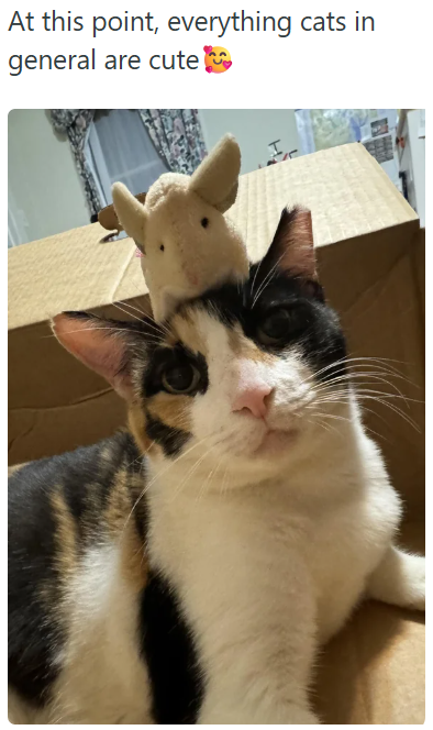 At this point, everything cats in general are cute