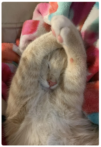 Cheezburger Image 10619944704