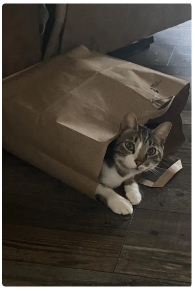 Cheezburger Image 10619945472