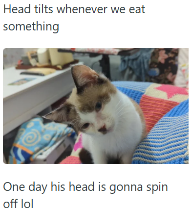 Head tilts whenever we eat something One day his head is gonna spin off lol