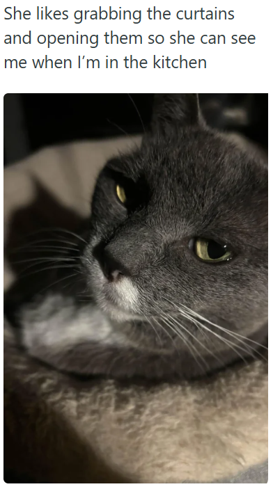 She likes grabbing the curtains and opening them so she can see me when I'm in the kitchen
