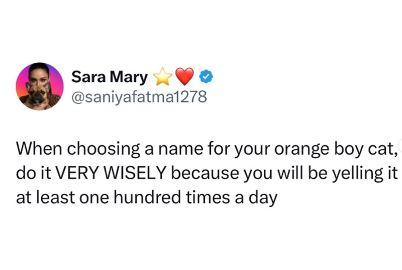 Sara Mary @saniyafatma1278 When choosing a name for your orange boy cat, do it VERY WISELY because you will be yelling it at least one hundred times a day