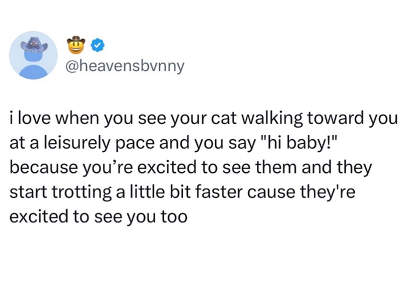@heavensbvnny i love when you see your cat walking toward you at a leisurely pace and you say "hi baby!" because you're excited to see them and they start trotting a little bit faster cause they're excited to see you too