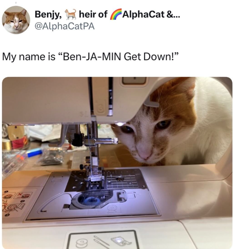 Benjy, heir of heir of AlphaCat &... @AlphaCatPA My name is "Ben-JA-MIN Get Down!"