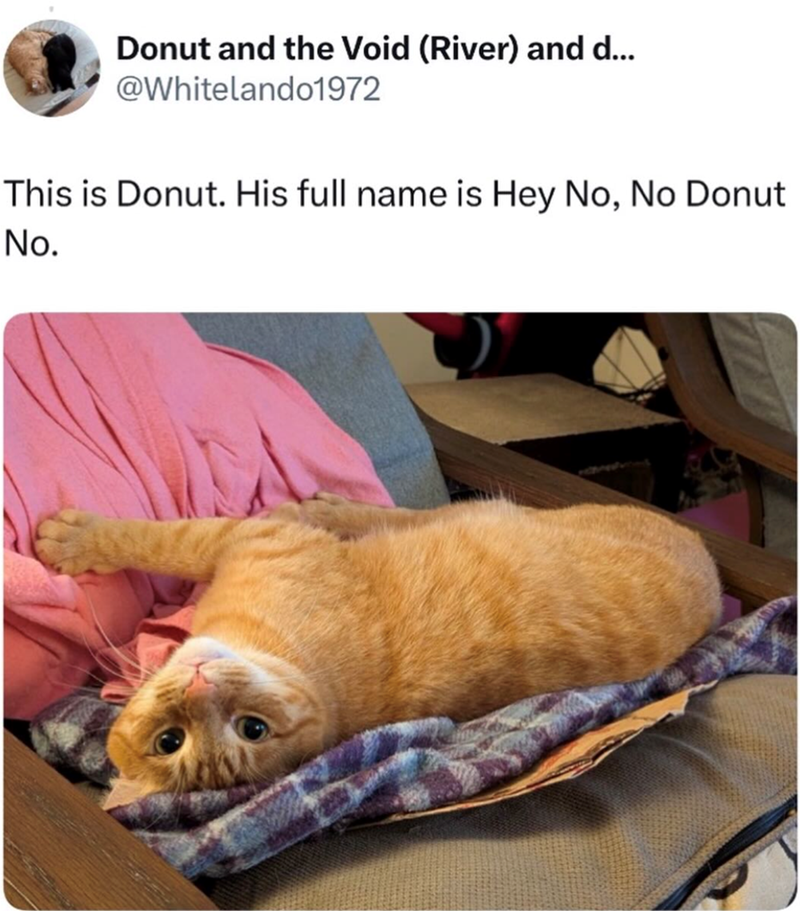 Donut and the Void (River) and d... @Whitelando1972 This is Donut. His full name is Hey No, No Donut No.
