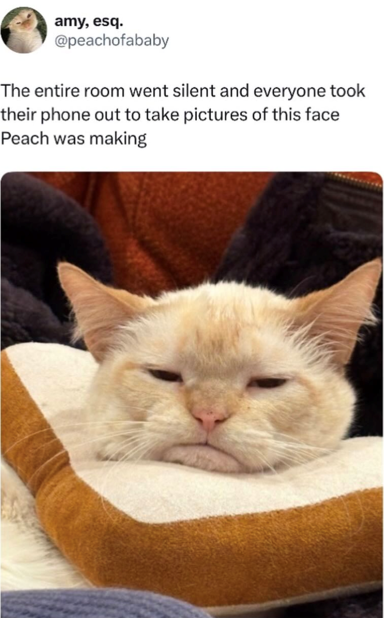 amy, esq. @peachofababy The entire room went silent and everyone took their phone out to take pictures of this face Peach was making