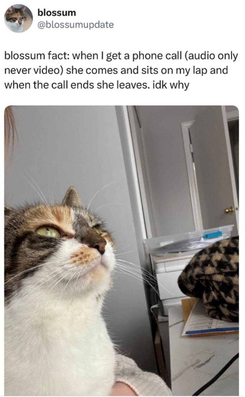 blossum @blossumupdate blossum fact: when I get a phone call (audio only never video) she comes and sits on my lap and when the call ends she leaves. idk why