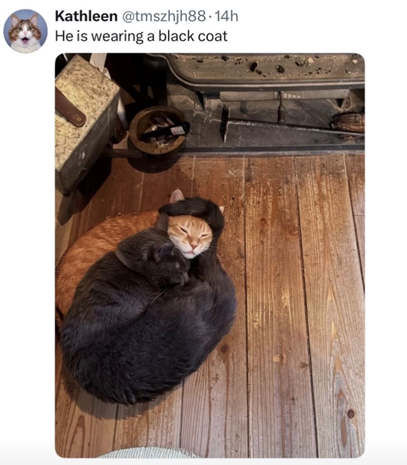 Kathleen @tmszhjh88.14h He is wearing a black coat