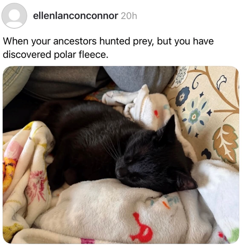 ellenlanconconnor 20h When your ancestors hunted prey, but you have discovered polar fleece.