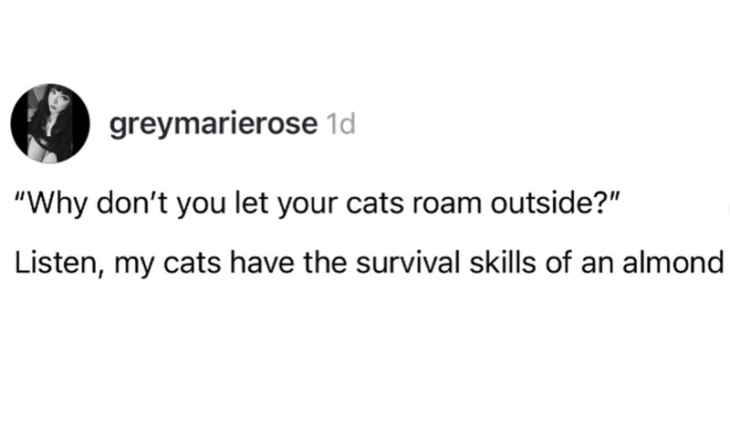 greymarierose 1d "Why don't you let your cats roam outside?" Listen, my cats have the survival skills of an almond