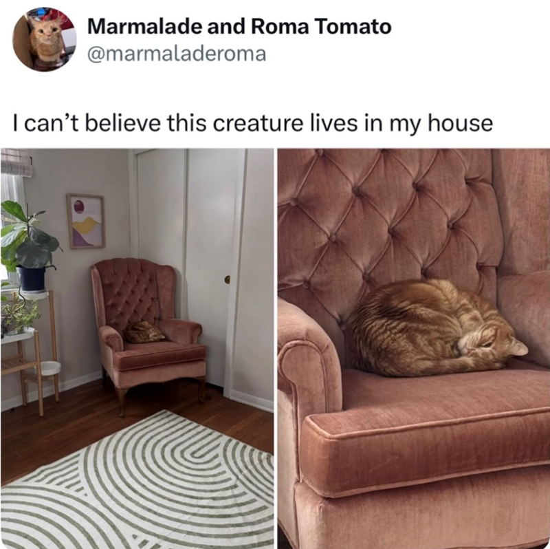 Marmalade and Roma Tomato @marmaladeroma I can't believe this creature lives in my house