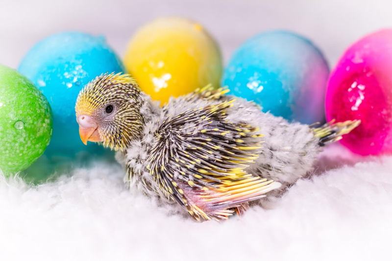 Cheezburger Image 10619994112