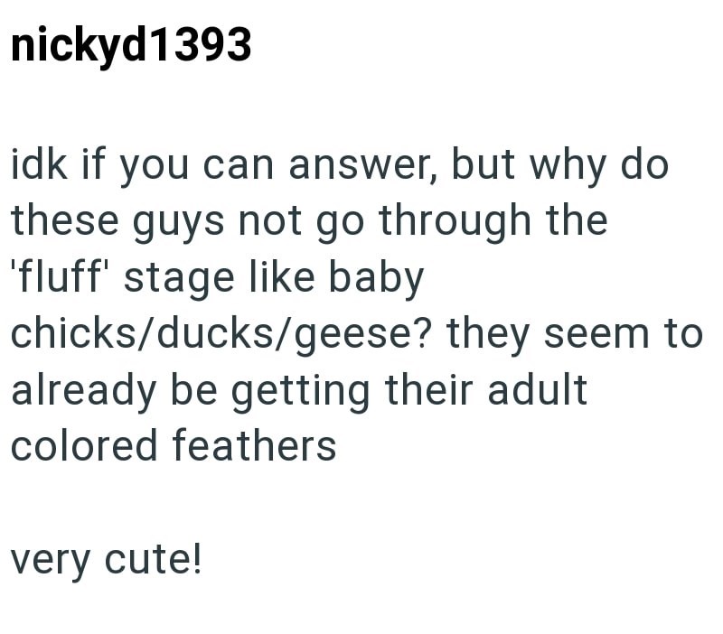 nickyd1393 idk if you can answer, but why do these guys not go through the 'fluff' stage like baby chicks/ducks/geese? they seem to already be getting their adult colored feathers very cute!