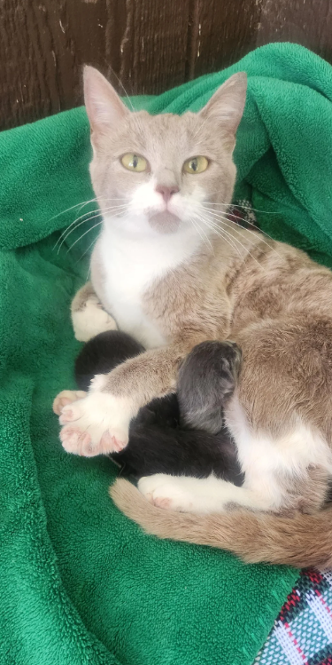 Cheezburger Image 10620000000