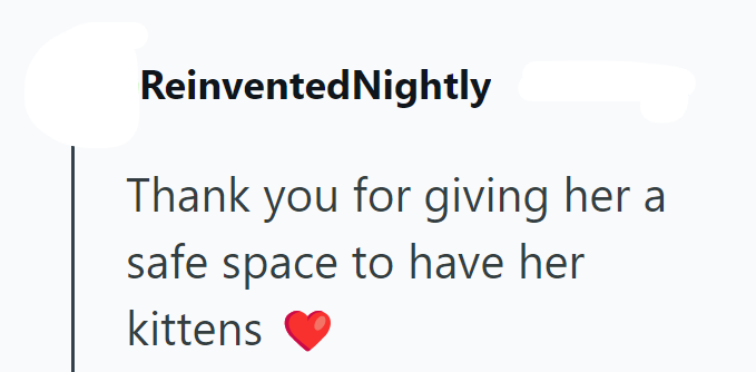 Reinvented Nightly Thank you for giving her a safe space to have her kittens