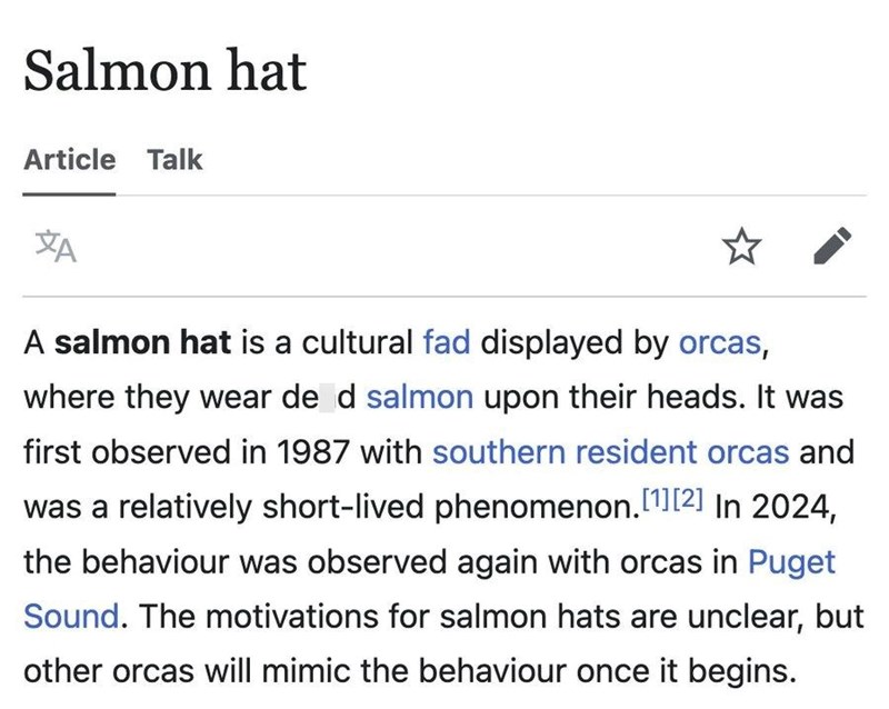 Salmon hat Article Talk ХА A salmon hat is a cultural fad displayed by orcas, where they wear de d salmon upon their heads. It was first observed in 1987 with southern resident orcas and was a relatively short-lived phenomenon.[1][2] In 2024, the behaviour was observed again with orcas in Puget Sound. The motivations for salmon hats are unclear, but other orcas will mimic the behaviour once it begins.