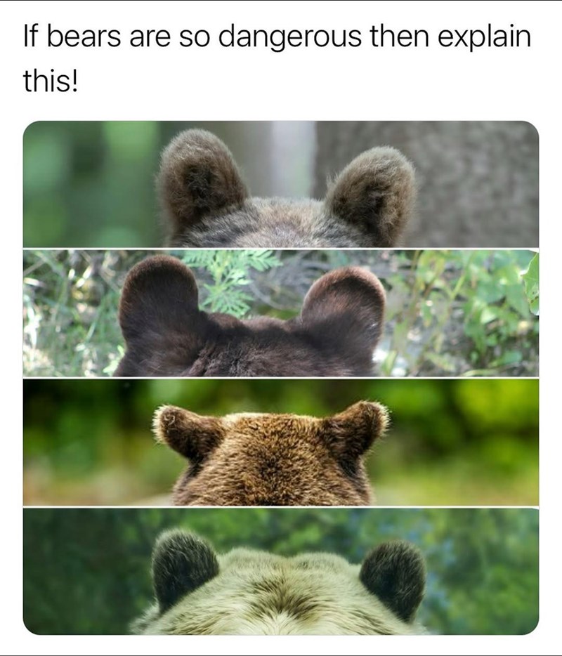 If bears are so dangerous then explain this!