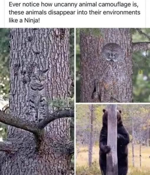 Ever notice how uncanny animal camouflage is, these animals disappear into their like a Ninja! environments
