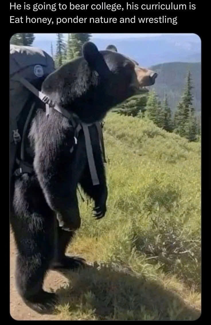 He is going to bear college, his curriculum is Eat honey, ponder nature and wrestling