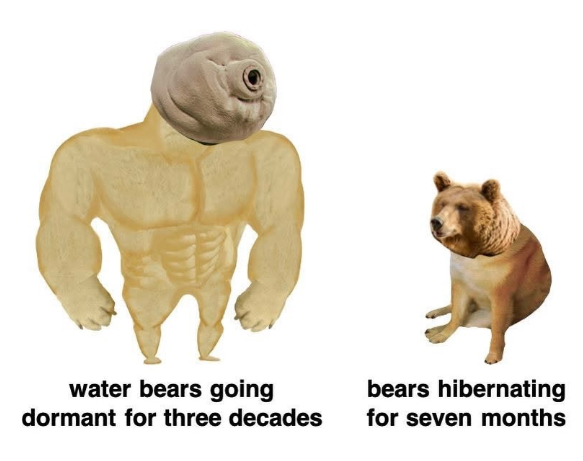 water bears going dormant for three decades bears hibernating for seven months