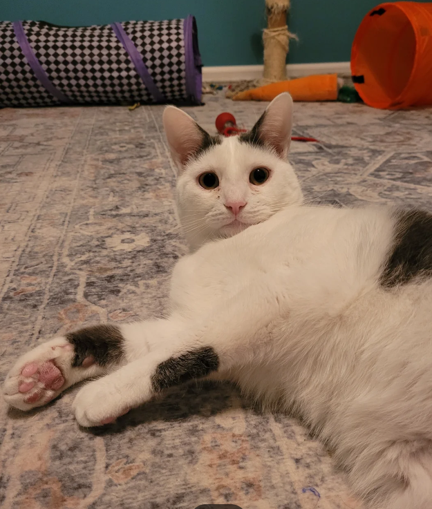 Cheezburger Image 10620028416