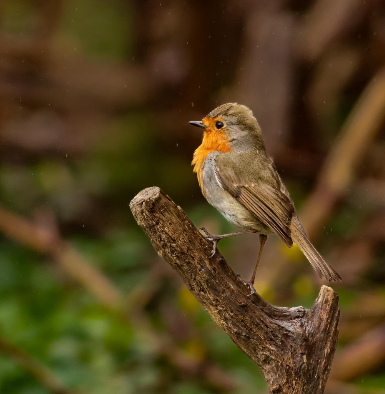 Cheezburger Image 10620031744