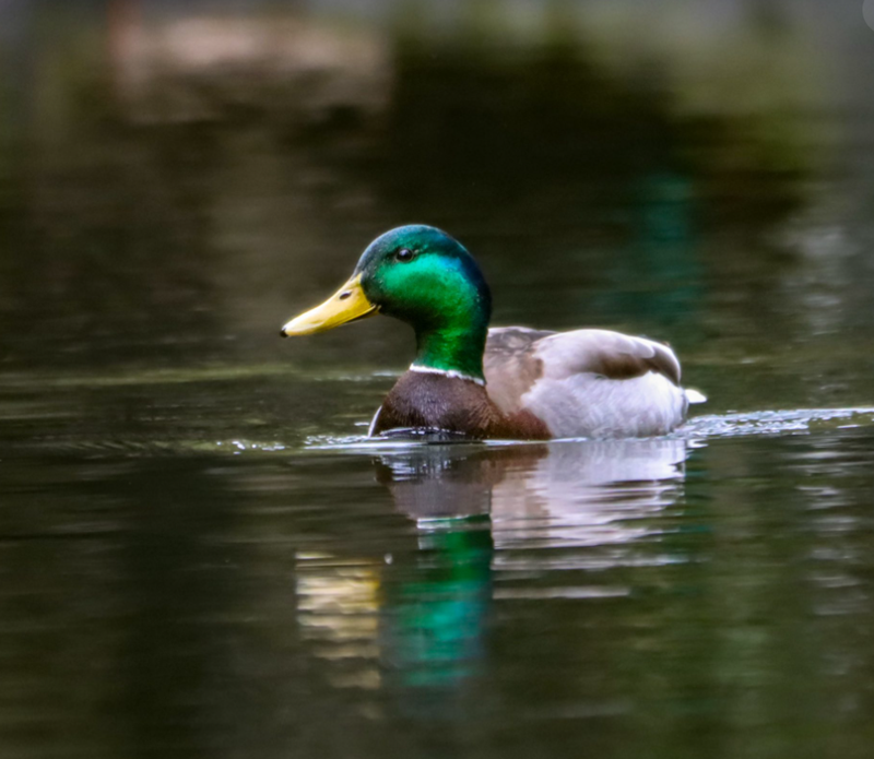 Cheezburger Image 10620032512