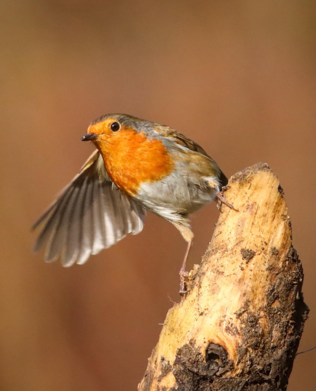 Cheezburger Image 10620033280