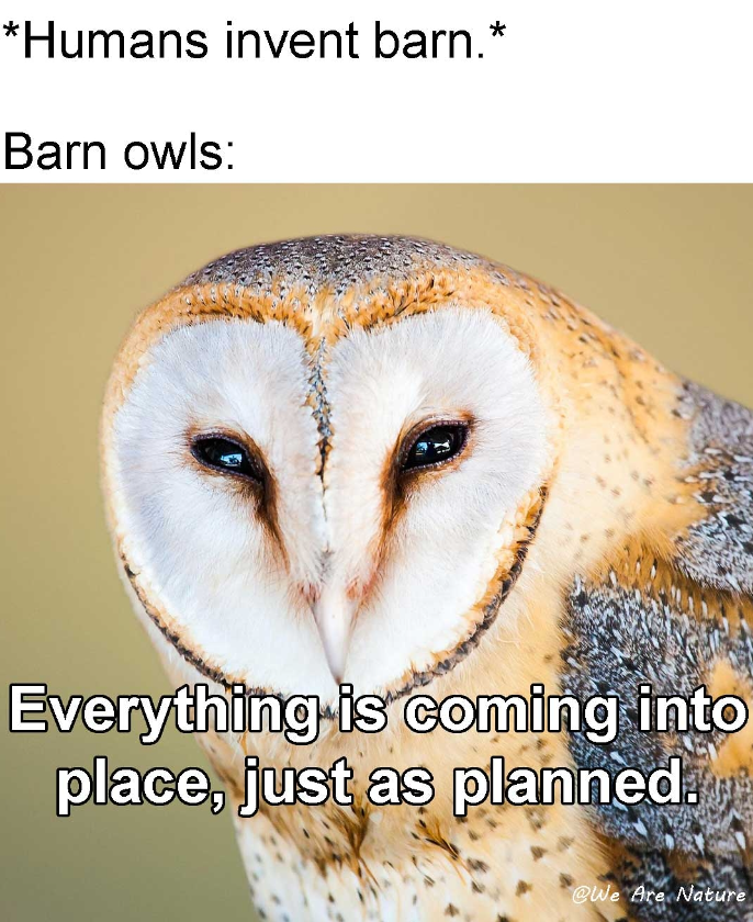 *Humans invent barn.* Barn owls: Everything is coming into place, just as planned. @We Are Nature