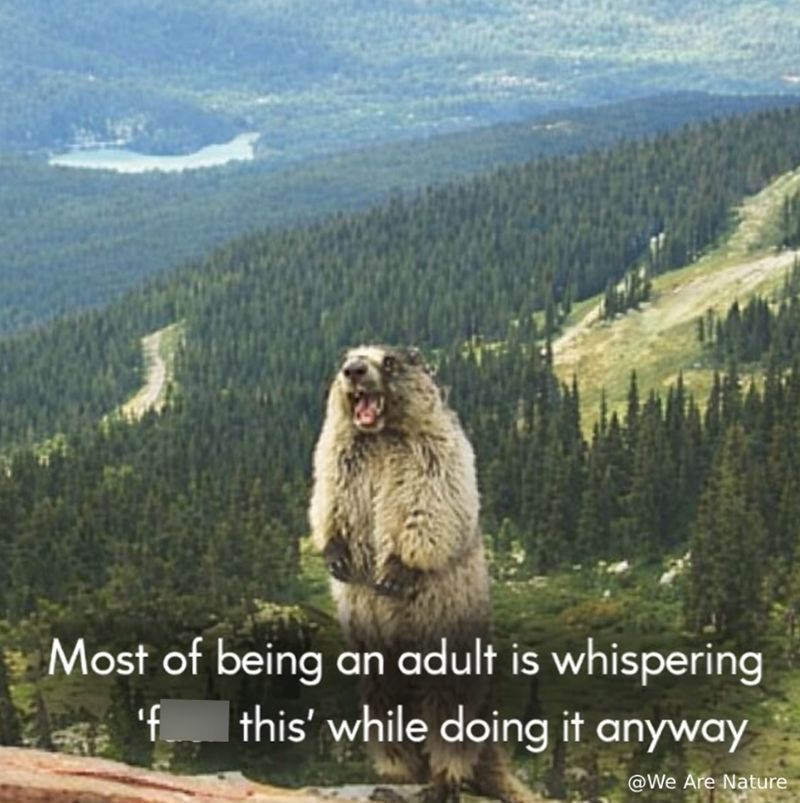 Most of being an adult is whispering 'f this' while doing it anyway @We Are Nature