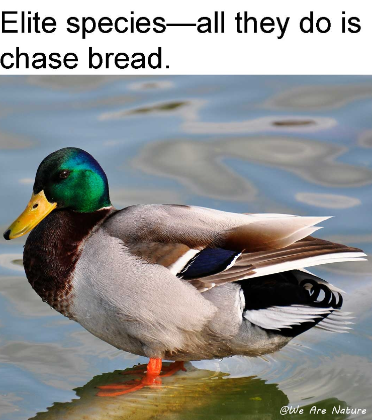 Elite species-all they do is chase bread. @We Are Nature