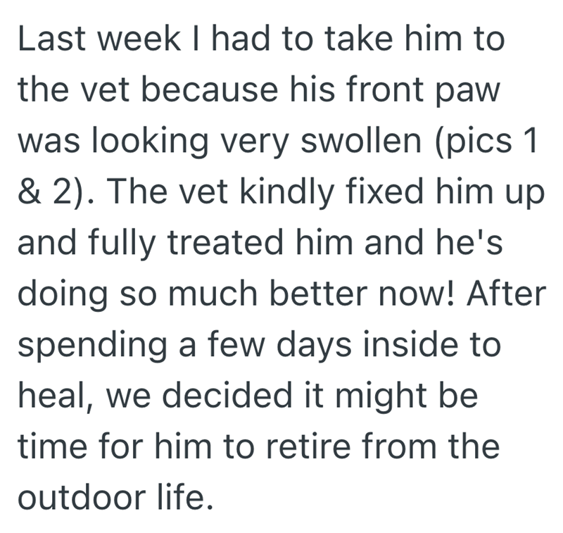 Last week I had to take him to the vet because his front paw was looking very swollen (pics 1 & 2). The vet kindly fixed him up and fully treated him and he's doing so much better now! After spending a few days inside to heal, we decided it might be time for him to retire from the outdoor life.