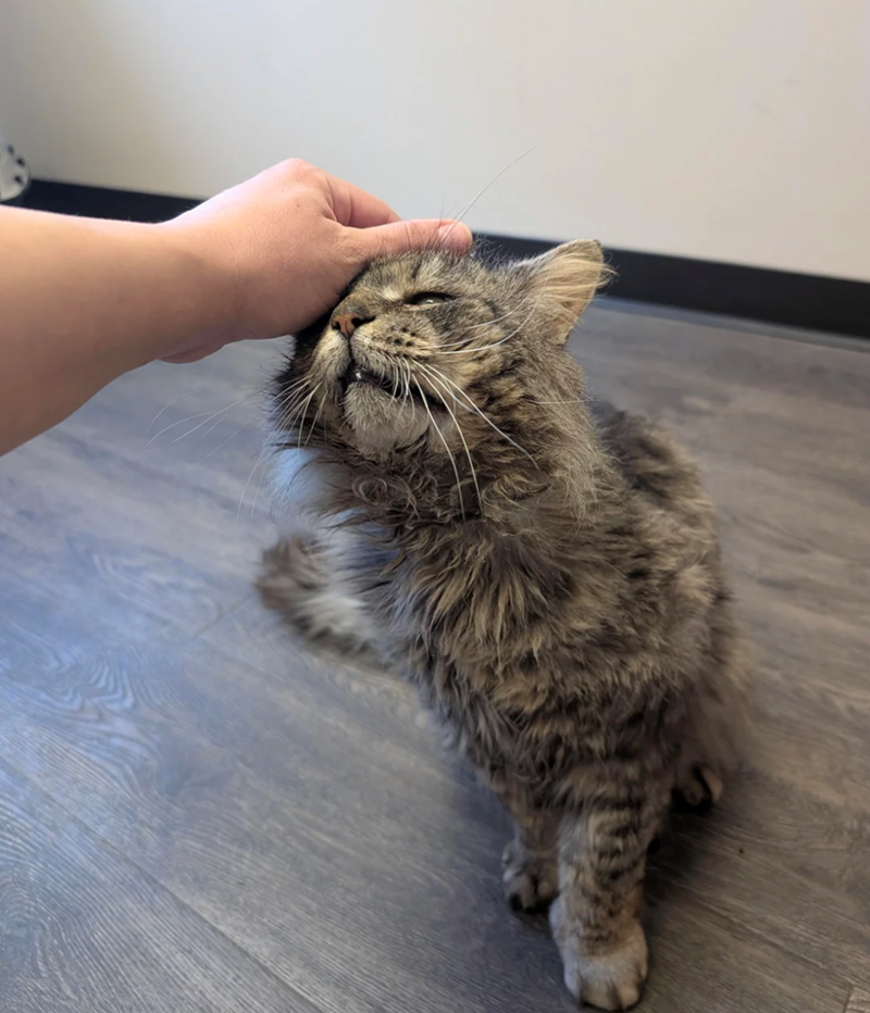 Cheezburger Image 10620039168