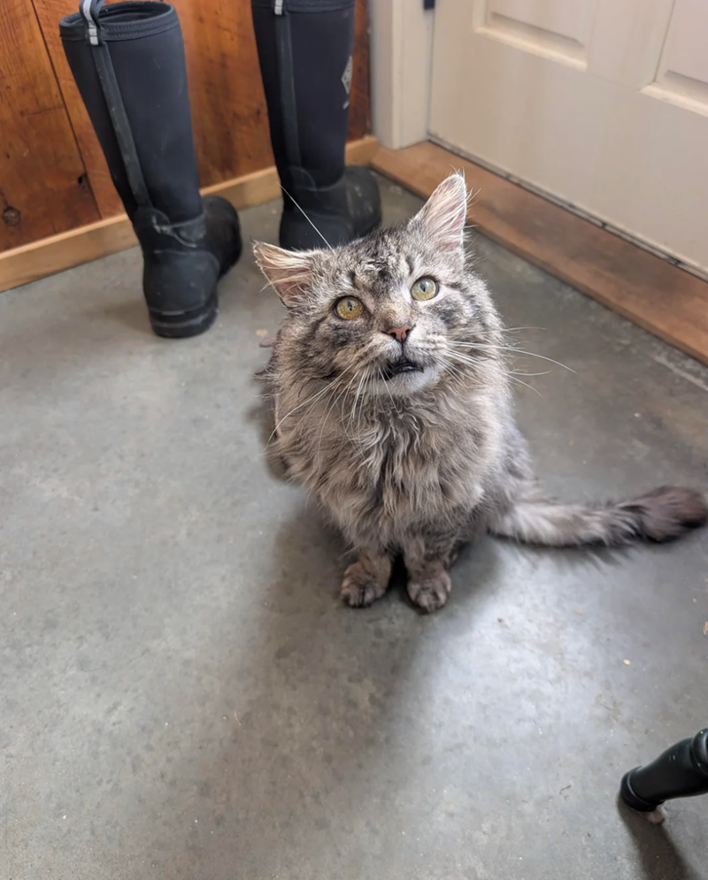 Cheezburger Image 10620039424