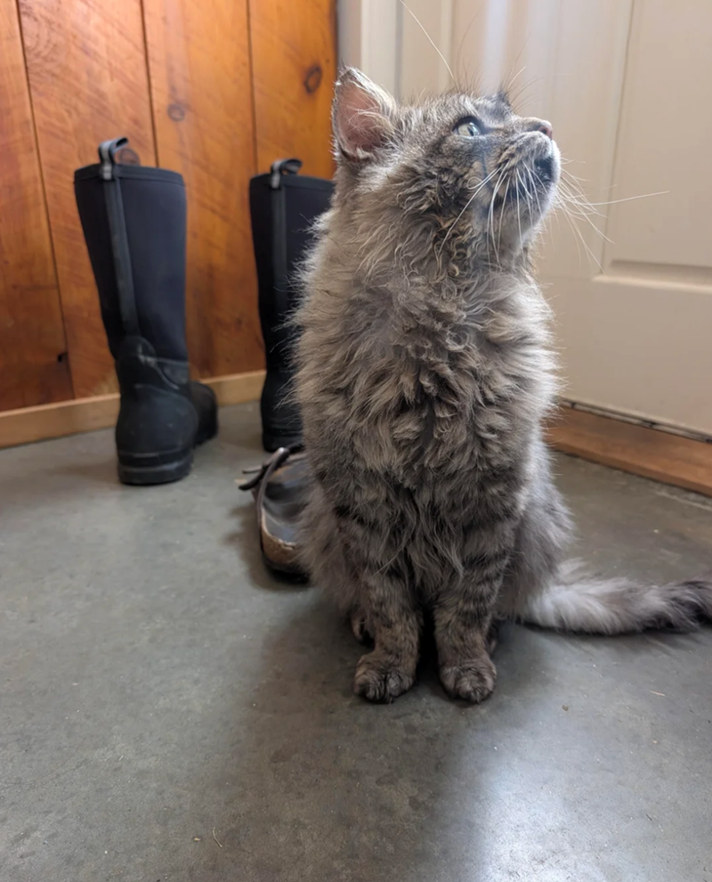 Cheezburger Image 10620039936