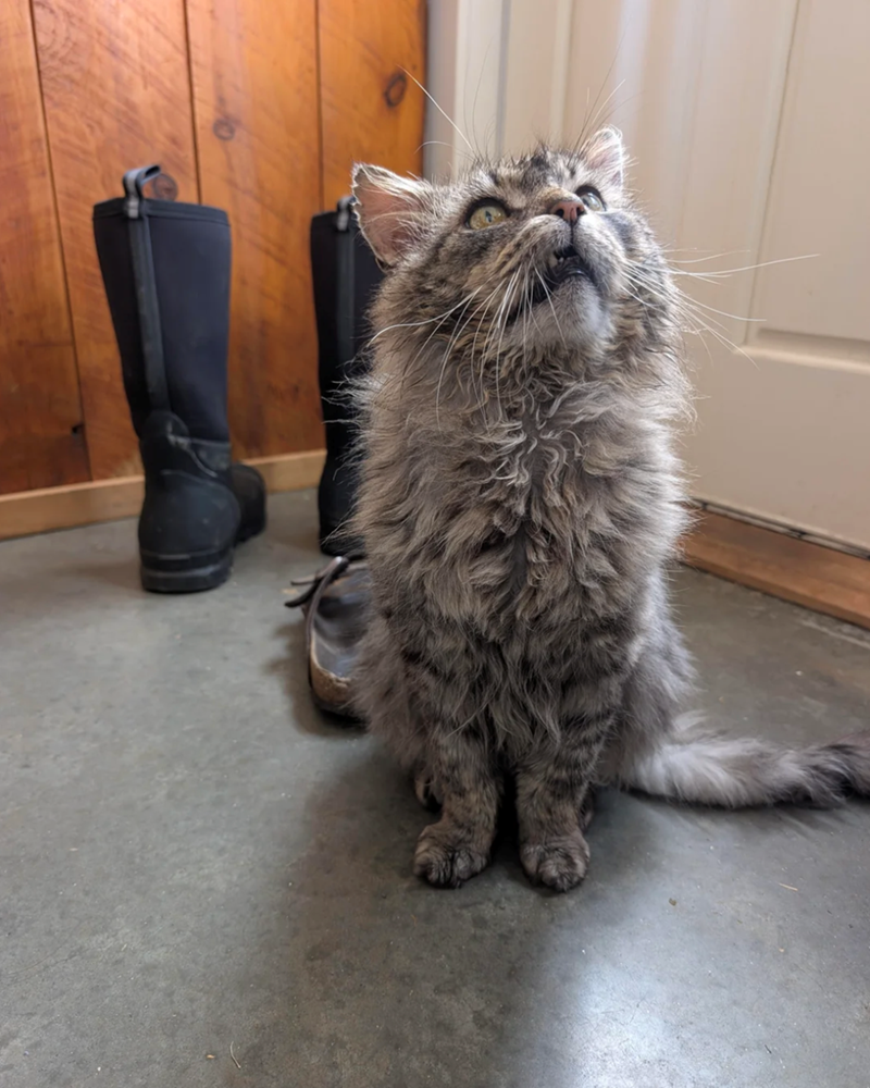 Cheezburger Image 10620040448