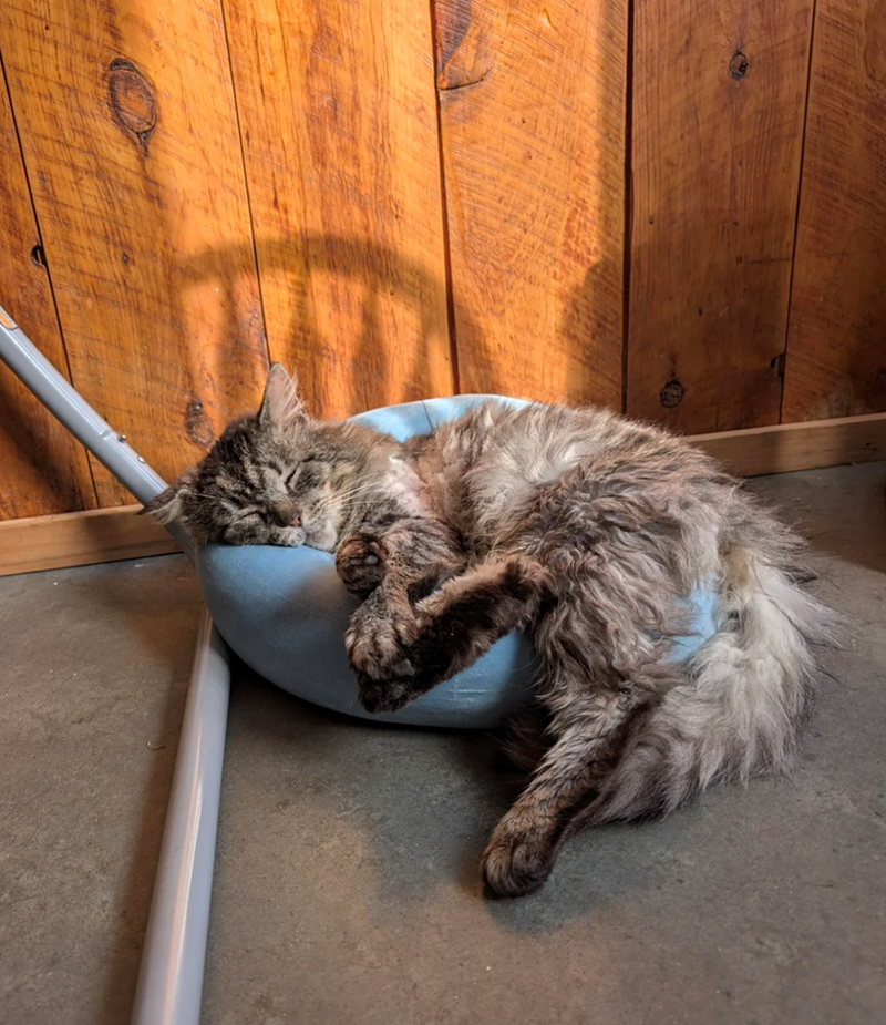 Cheezburger Image 10620040704