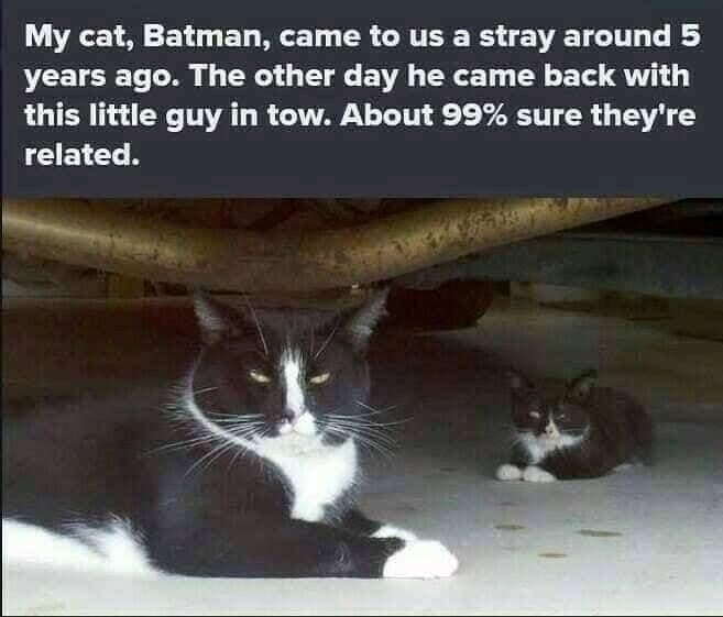 My cat, Batman, came to us a stray around 5 years ago. The other day he came back with this little guy in tow. About 99% sure they're related.