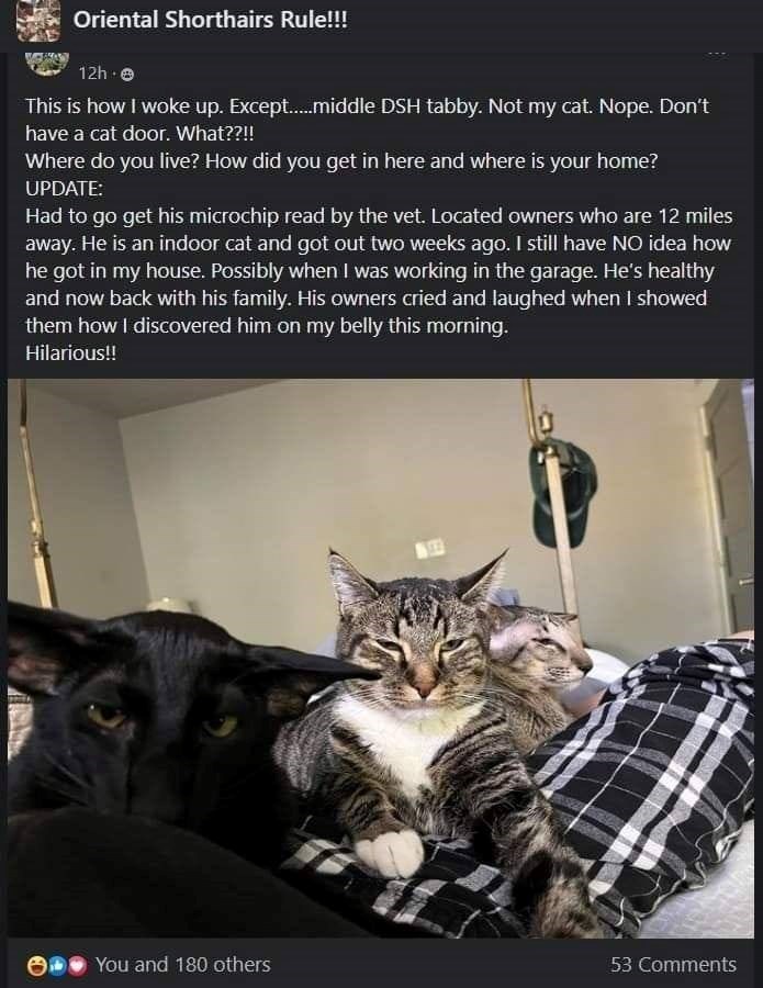 Oriental Shorthairs Rule!!! 12h e This is how I woke up. Except......middle DSH tabby. Not my cat. Nope. Don't have a cat door. What??!! Where do you live? How did you get in here and where is your home? UPDATE: Had to go get his microchip read by the vet. Located owners who are 12 miles away. He is an indoor cat and got out two weeks ago. I still have NO idea how he got in my house. Possibly when I was working in the garage. He's healthy and now back with his family. His owners cried and laughe