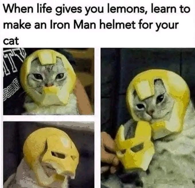 When life gives you lemons, learn to make an Iron Man helmet for your cat SHIP