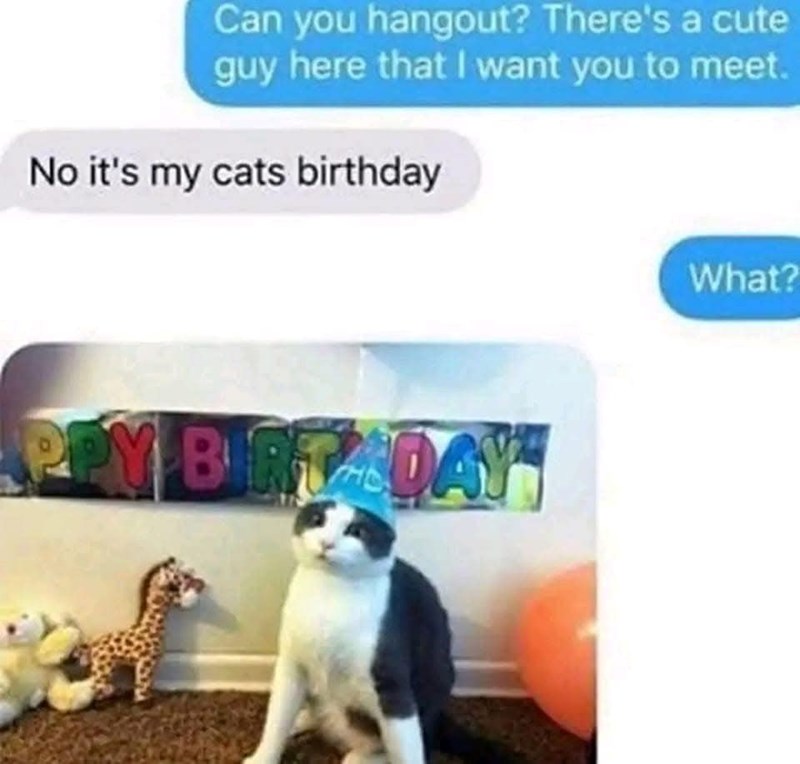 Can you hangout? There's a cute guy here that I want you to meet. No it's my cats birthday PPY BIRT DAY What?