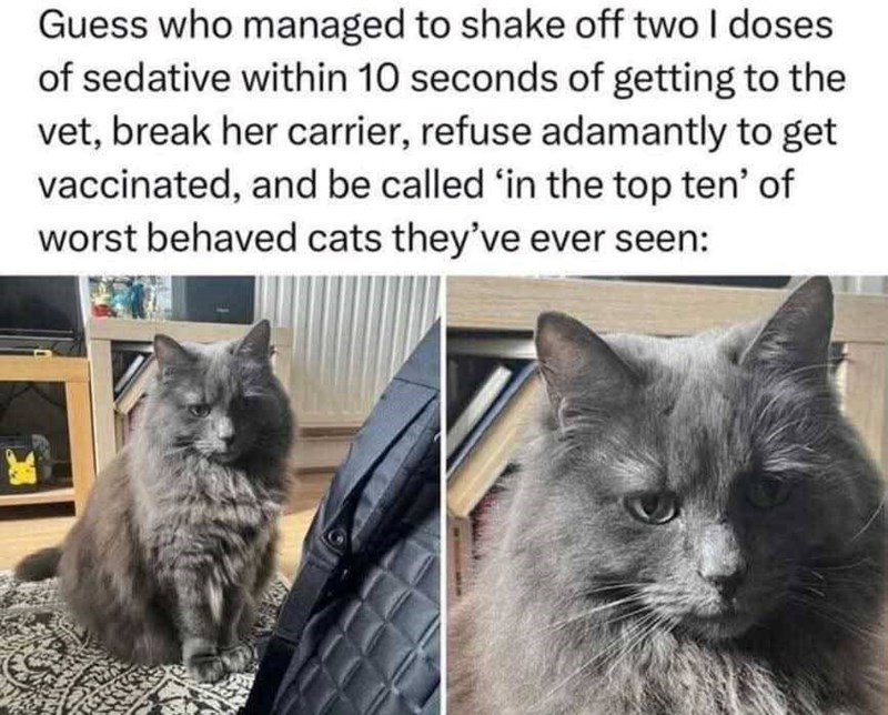Guess who managed to shake off two I doses of sedative within 10 seconds of getting to the vet, break her carrier, refuse adamantly to get vaccinated, and be called 'in the top ten' of worst behaved cats they've ever seen: