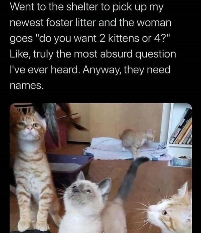 Went to the shelter to pick up my newest foster litter and the woman goes "do you want 2 kittens or 4?" Like, truly the most absurd question I've ever heard. Anyway, they need names.