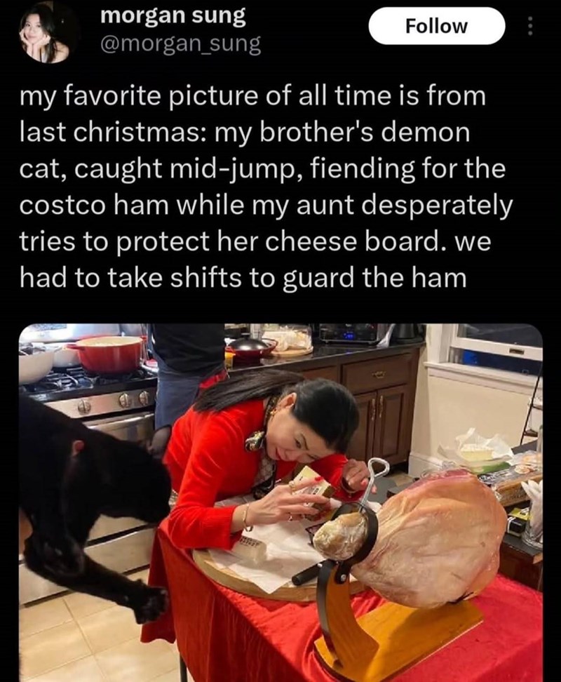 morgan sung @morgan_sung Follow my favorite picture of all time is from last christmas: my brother's demon cat, caught mid-jump, fiending for the costco ham while my aunt desperately tries to protect her cheese board. we had to take shifts to guard the ham