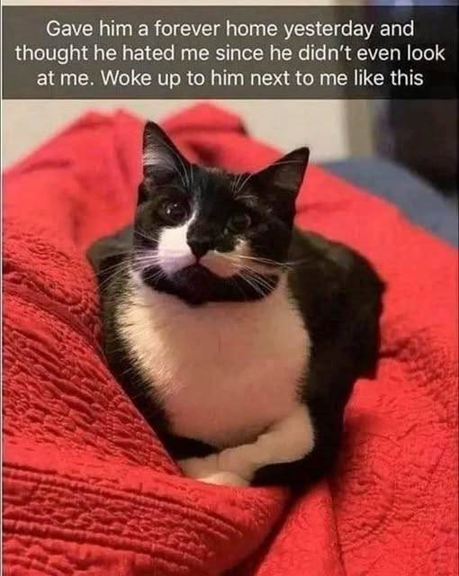 Gave him a forever home yesterday and thought he hated me since he didn't even look at me. Woke up to him next to me like this