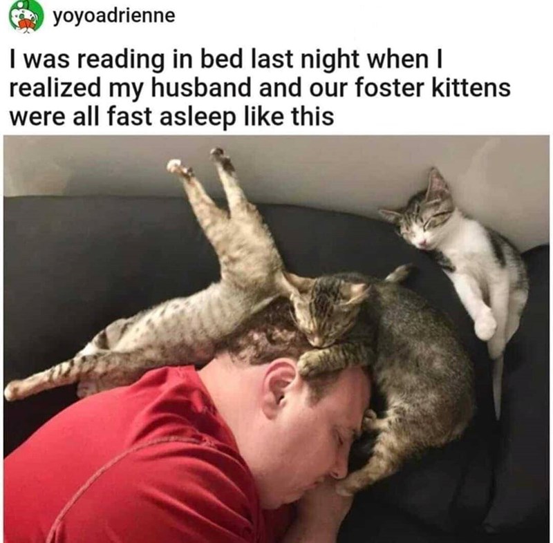 yoyoadrienne I was reading in bed last night when I realized my husband and our foster kittens were all fast asleep like this