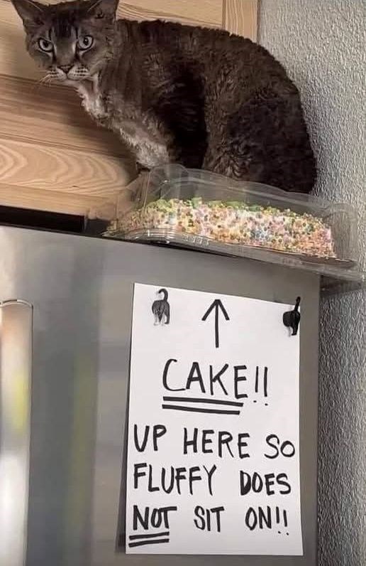 ↑ CAKE!! UP HERE SO FLUFFY DOES NOT SIT ON!!