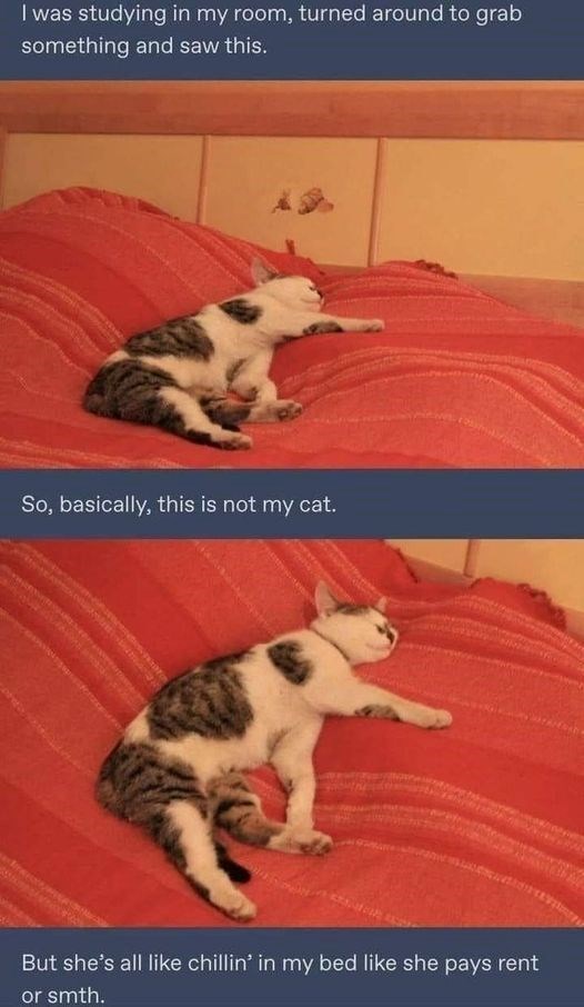 I was studying in my room, turned around to grab something and saw this. So, basically, this is not my cat. But she's all like chillin' in my bed like she pays rent or smth.